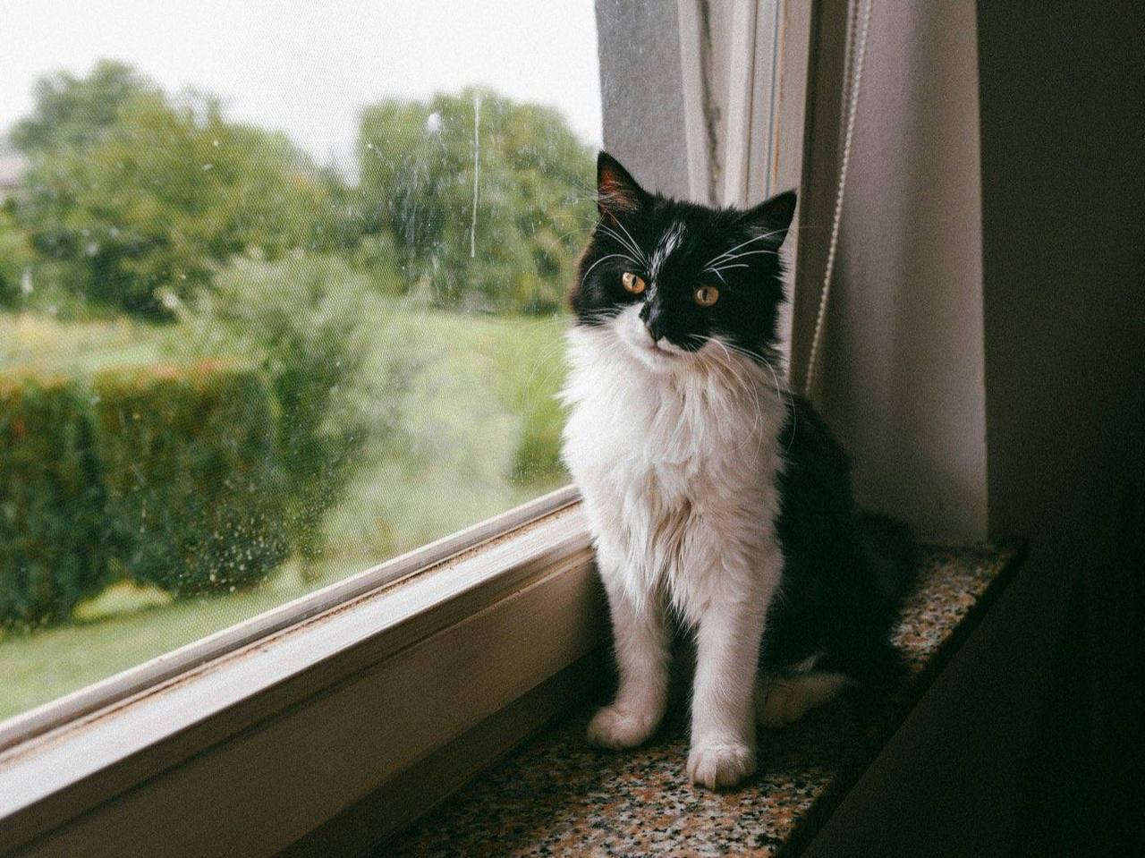 Adopting a Senior Cat: What the First 30 Days Really Look Like