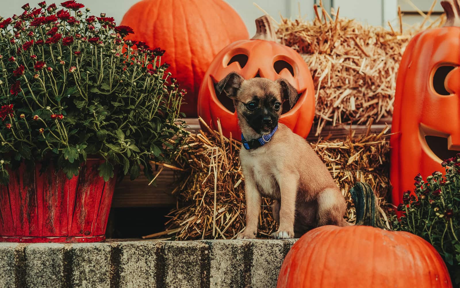 Halloween Candy Toxic to Dogs and Cats: The Full Danger List