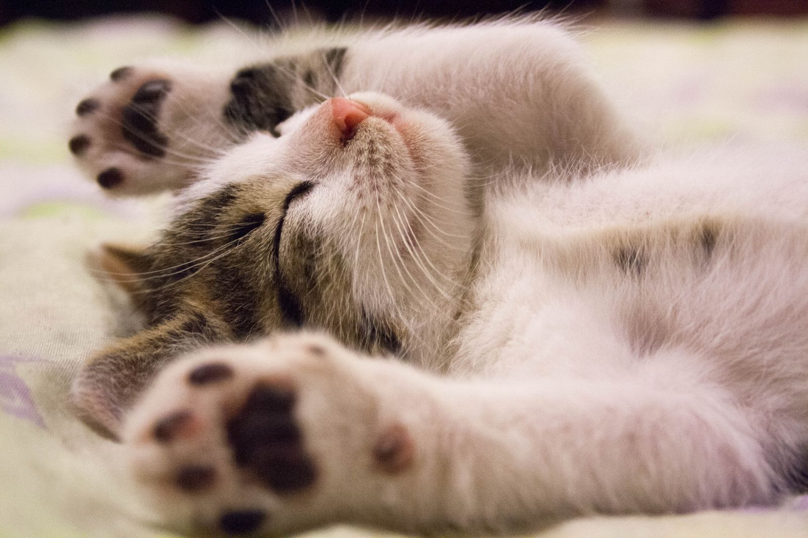 New Cat Owner Checklist: The First 30 Days (Including the 3-3-3 Rule)