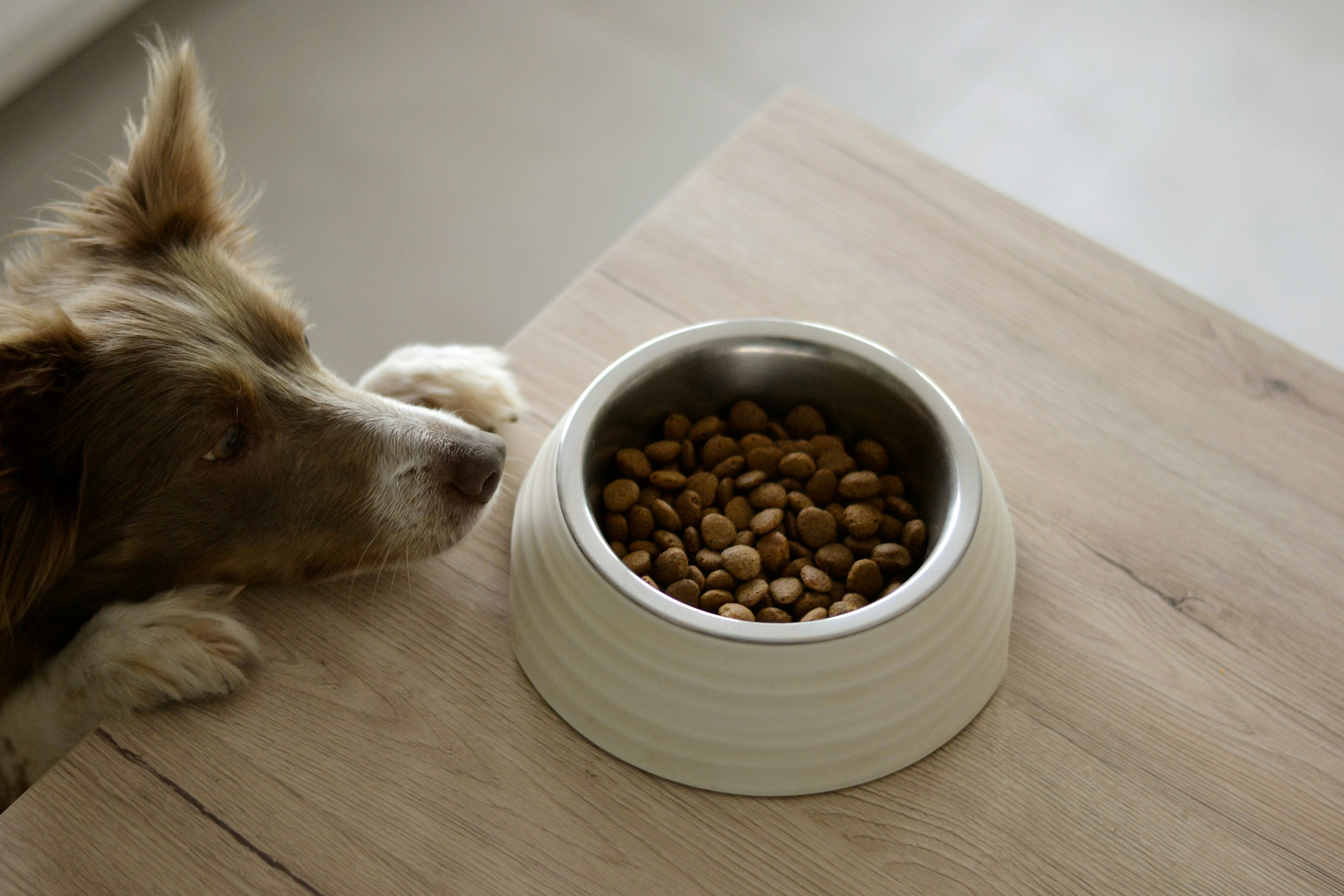 Why Does My Dog Eat So Fast? Causes, Risks & Vet-Approved Fixes