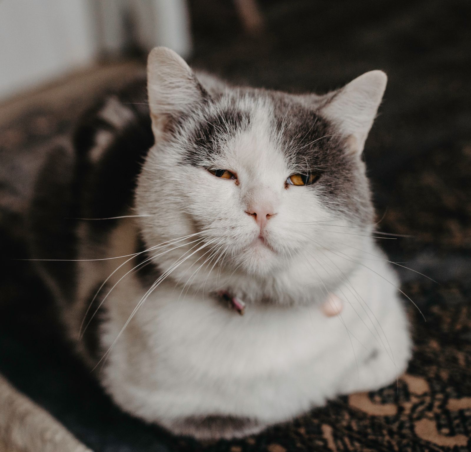 Why Do Some Cats Live to 20? The Pattern Behind Long-Lived Cats
